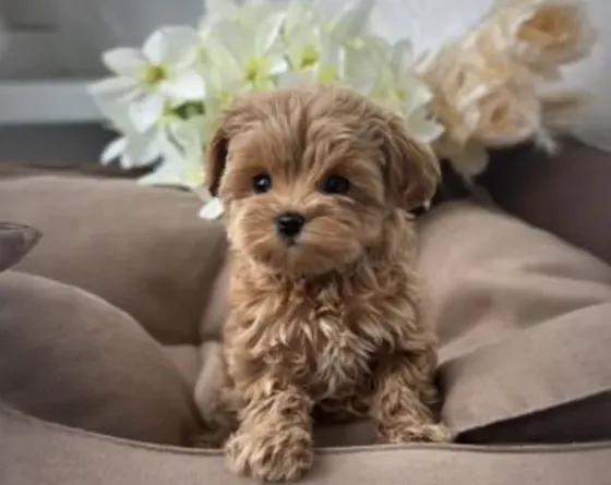 For sale: purebred Korean Maltipoo puppy Tbilisi