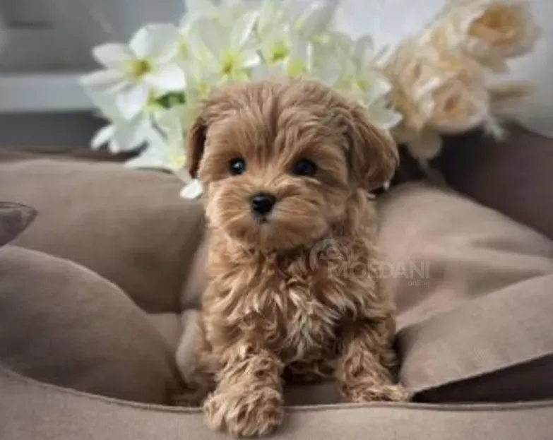 Იყიდება ძუ-ხვადი კორეული ხაზის მალტიპუს ლეკვი თბილისი - photo 1