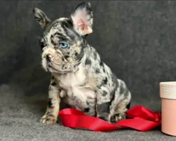 Beautiful French Bulldog with rare Merle and Blue coloration for sale Tbilisi