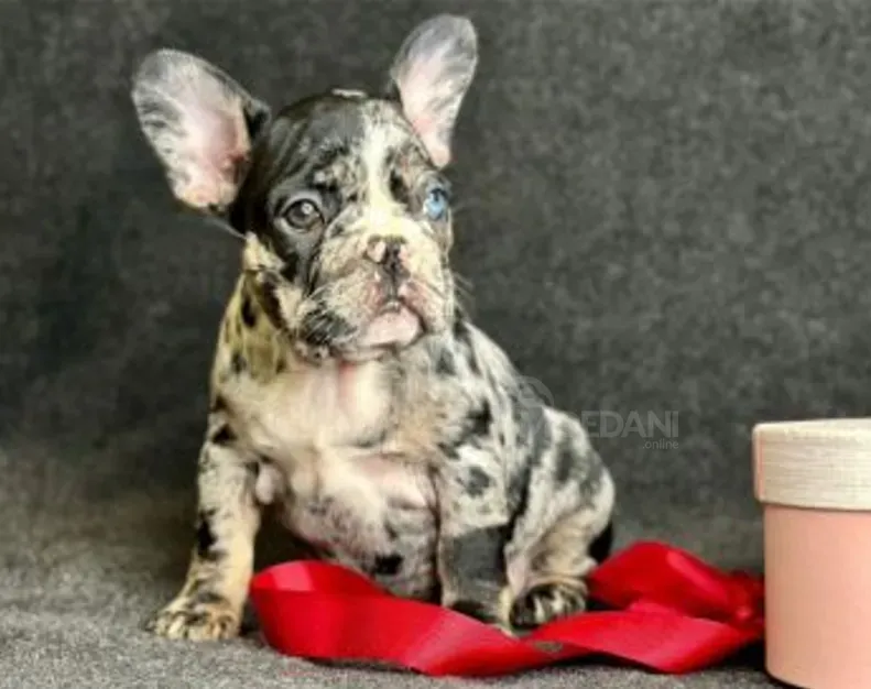 Beautiful French Bulldog with rare Merle and Blue coloration for sale Tbilisi - photo 1
