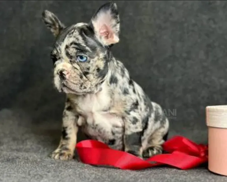 Beautiful French Bulldog with rare Merle and Blue coloration for sale Tbilisi - photo 2