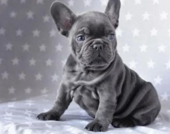 Beautiful French Bulldog for sale Tbilisi