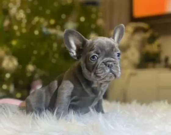 Beautiful merle and blue French bulldog for sale Tbilisi