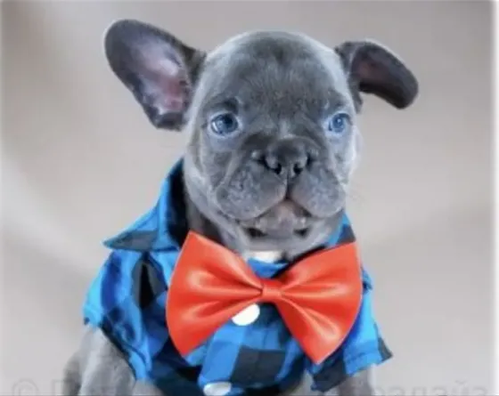 Beautiful merle and blue French bulldog for sale Tbilisi
