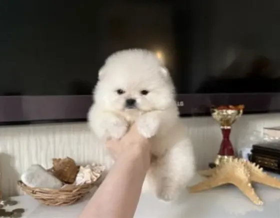 A beautiful 2 month old Pomeranian Spitz (BOO) with a sunken face. Tbilisi