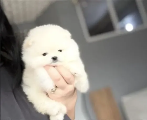 A beautiful 2 month old Pomeranian Spitz (BOO) with a sunken face. Tbilisi