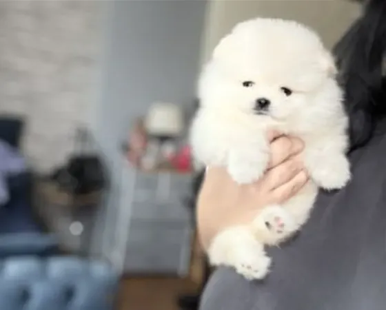 A beautiful 2 month old Pomeranian Spitz (BOO) with a sunken face. Tbilisi