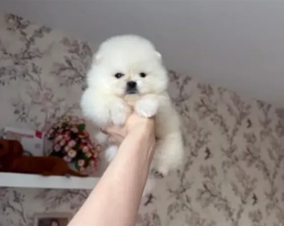 A beautiful 2 month old Pomeranian Spitz (BOO) with a sunken face. Tbilisi