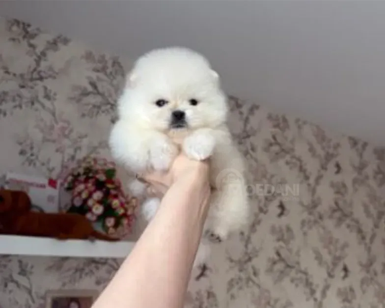 Красивый двухмесячный померанский шпиц (BOO) с впалой мордой. Тбилиси - изображение 4