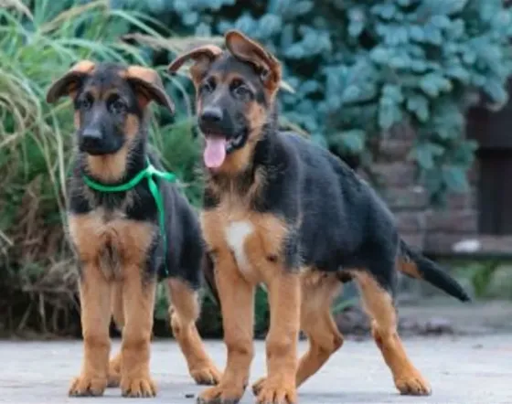 German Shepherd Tbilisi