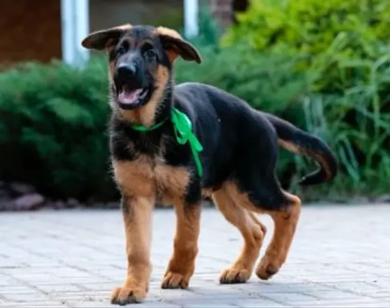 German Shepherd Tbilisi