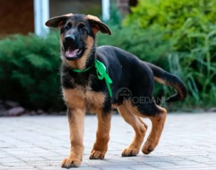 German Shepherd Tbilisi - photo 2