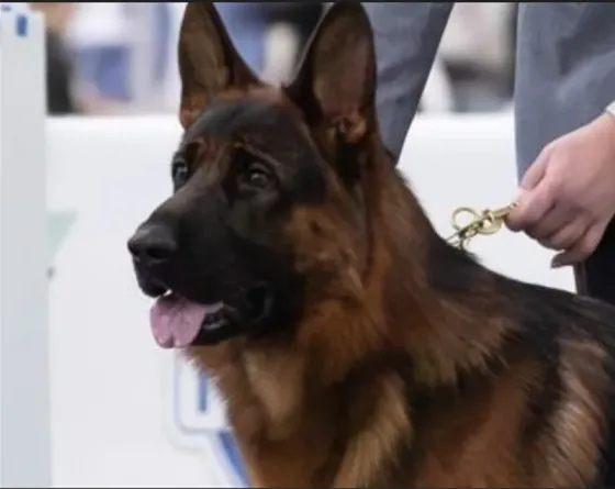 German Shepherd puppies of ideal genetics Tbilisi