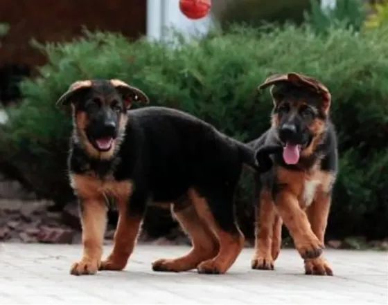 German Shepherd puppies of ideal genetics Tbilisi