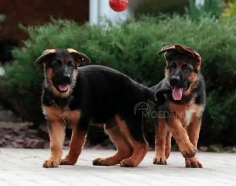 German Shepherd puppies of ideal genetics Tbilisi - photo 2