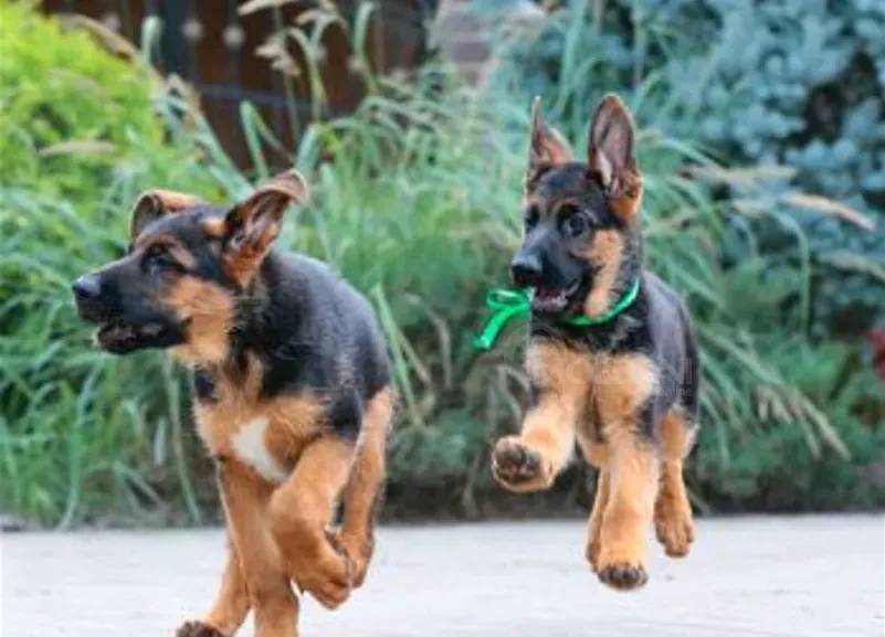 German Shepherd puppies of ideal genetics Tbilisi - photo 1