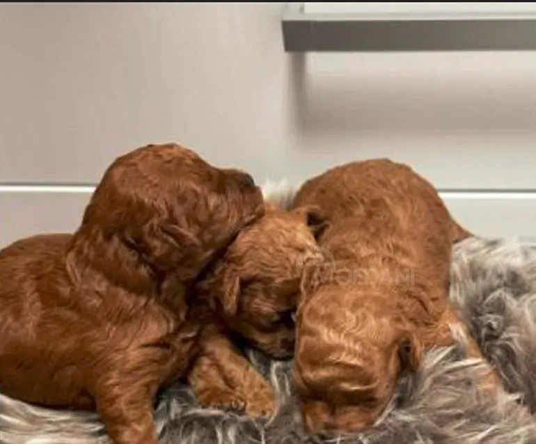 Мини-пудель Тбилиси - изображение 1