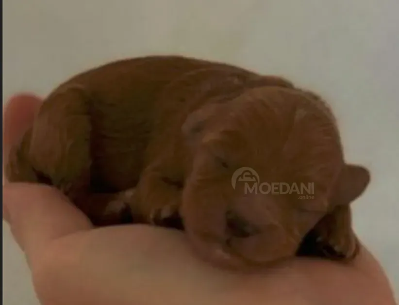 Mini poodle Tbilisi - photo 1