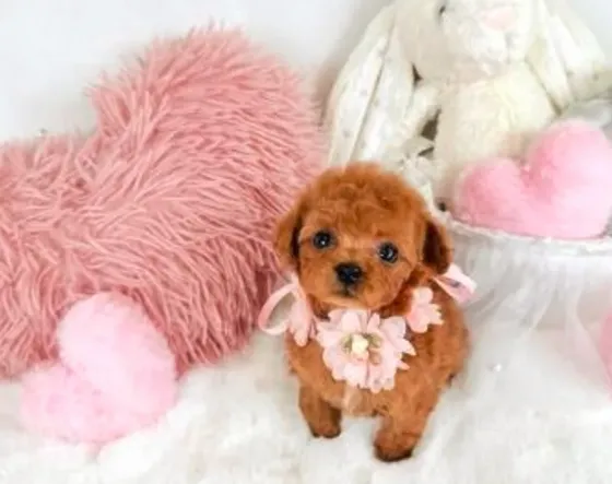 Mini maltipoo Tbilisi