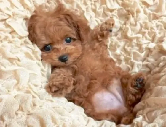 Mini Maltipoo Tbilisi