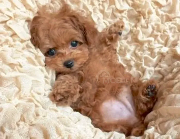 Mini Maltipoo Tbilisi - photo 1