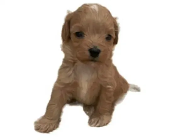 Mini Maltipoo Tbilisi