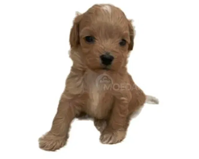 Მინი მალტიპუ თბილისი - photo 1