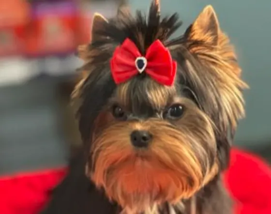 Mini Yorkshire terrier boy 5 months Tbilisi