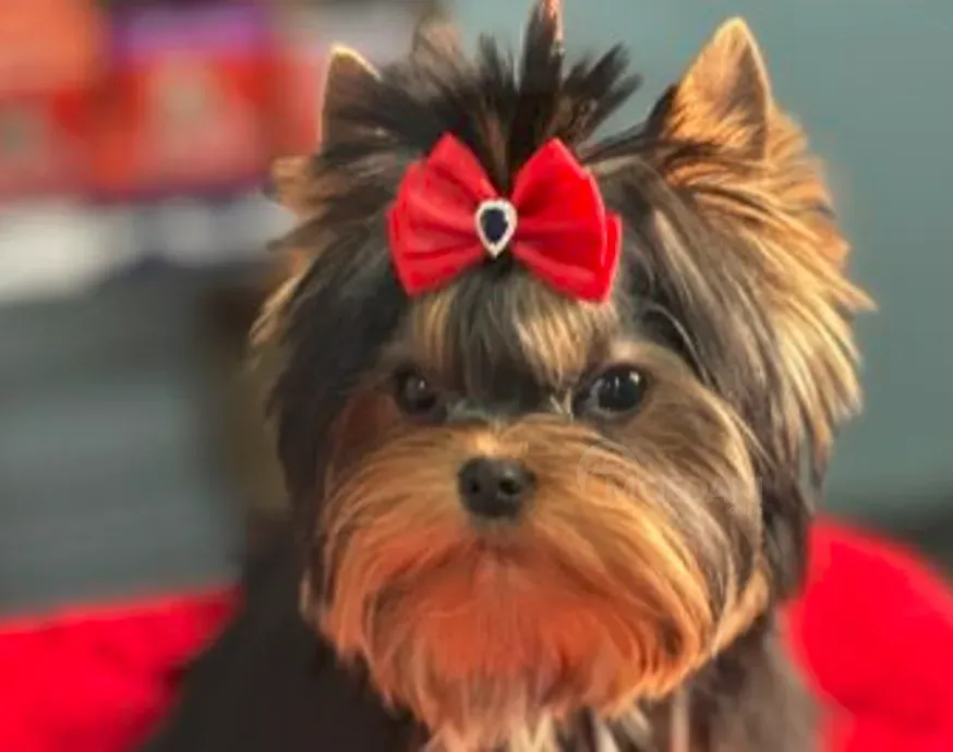 Мини йоркширский терьер, мальчик 5 месяцев Тбилиси - изображение 1