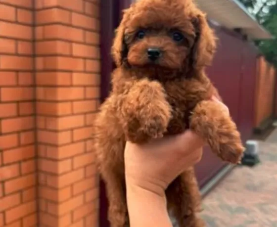 Toy poodle girl and boy FCI - FCG Tbilisi