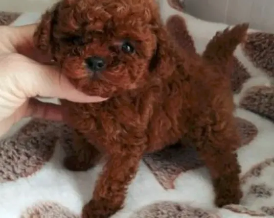 Toy poodle girl and boy FCI - FCG Tbilisi
