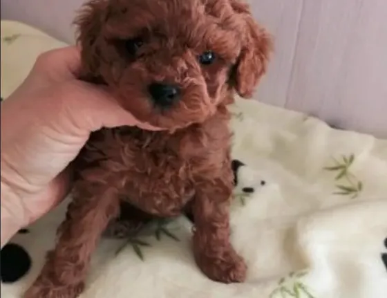 Toy poodle girl and boy FCI - FCG Tbilisi