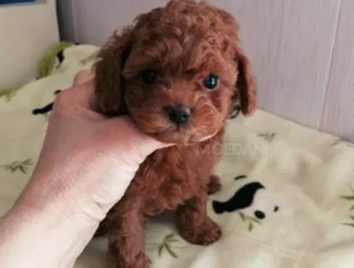 Toy poodle girl and boy FCI -FCG თბილისი - photo 3