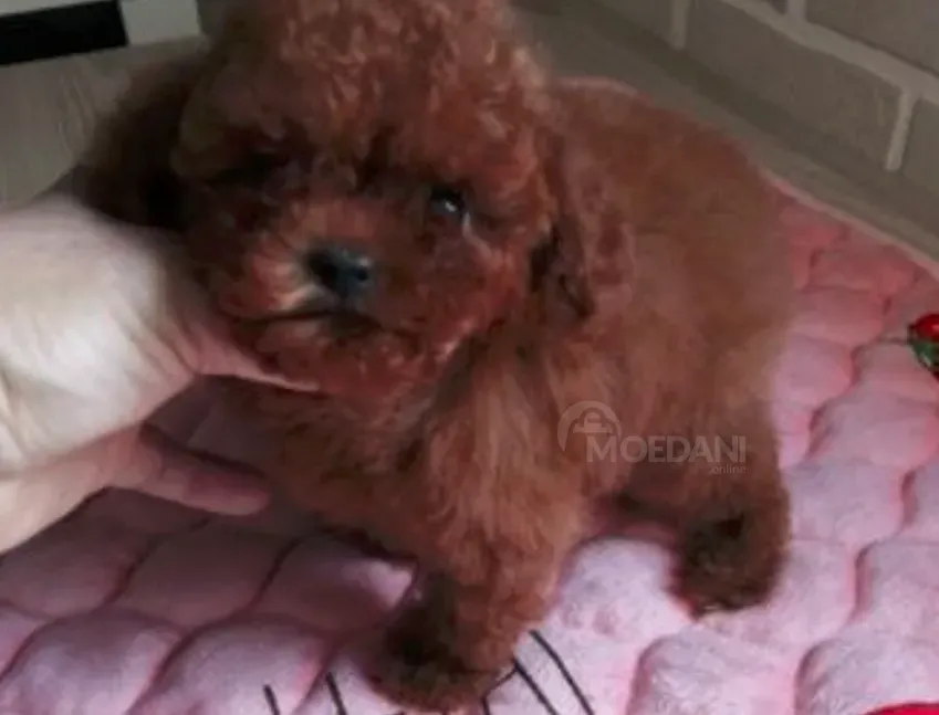 Toy poodle girl and boy FCI -FCG თბილისი - photo 4