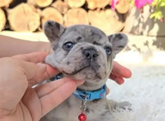 French Bulldog (Merle) Tbilisi