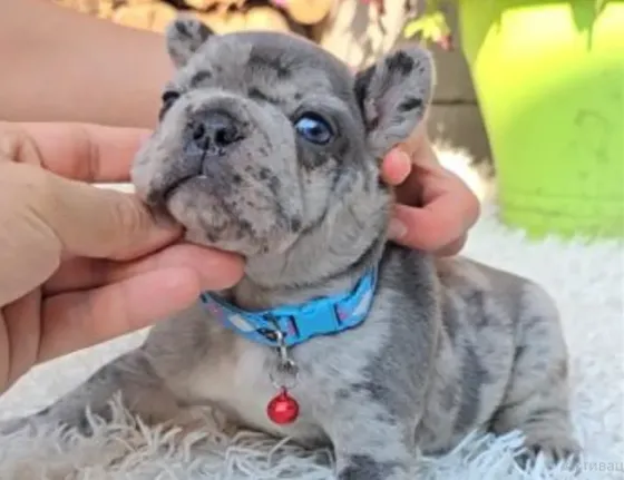 French Bulldog (Merle) Tbilisi