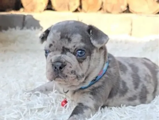 French Bulldog (Merle) Tbilisi