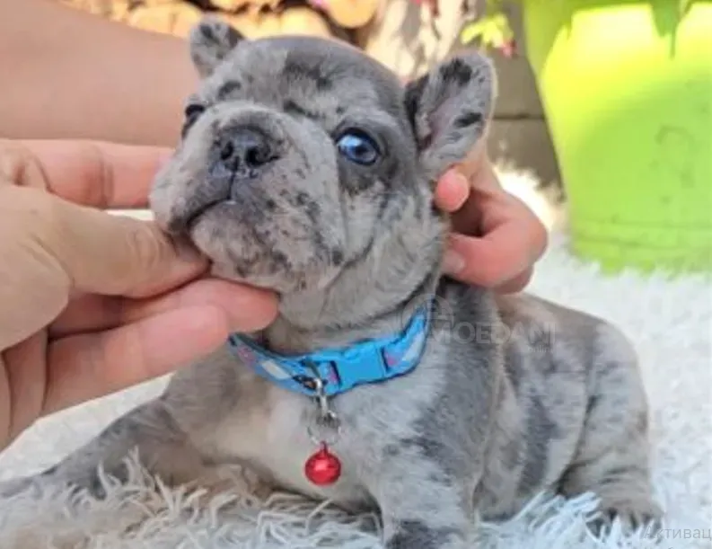 French Bulldog (Merle) Tbilisi - photo 2