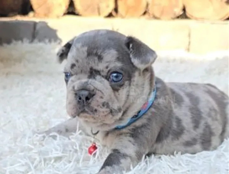 French Bulldog (Merle) Tbilisi - photo 1