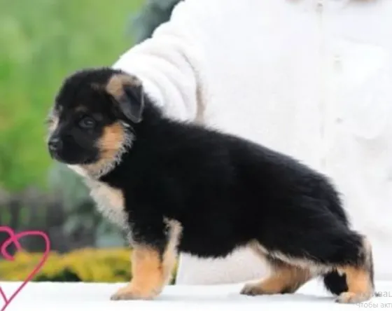 Puppies representing the best genetics and breed of German Shepherds Tbilisi