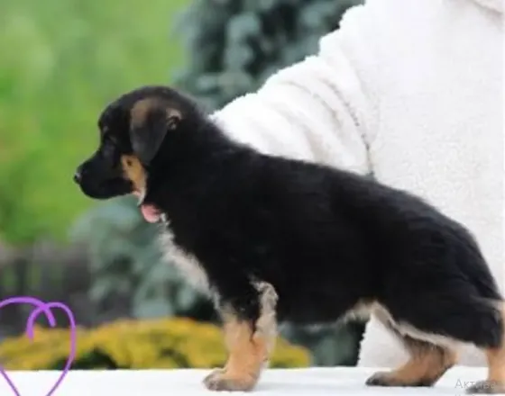 Puppies representing the best genetics and breed of German Shepherds Tbilisi