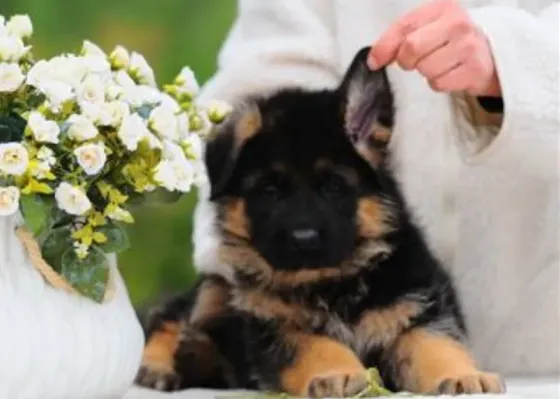 Puppies representing the best genetics and breed of German Shepherds Tbilisi