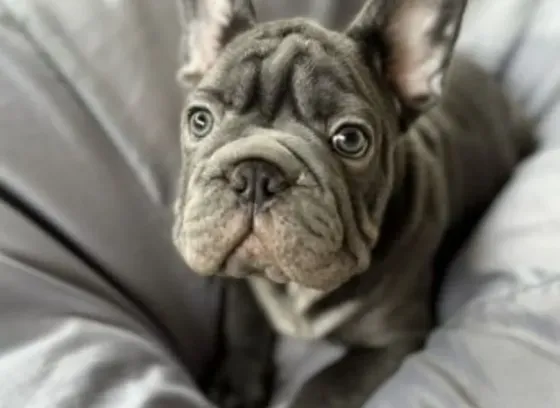 French bulldog (big rope) Tbilisi