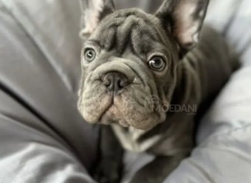 French bulldog (big rope) Tbilisi - photo 1