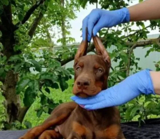European Doberman Tbilisi