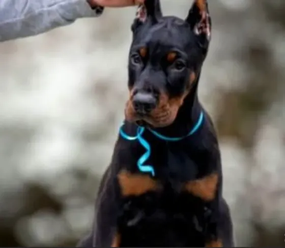 European Doberman Tbilisi
