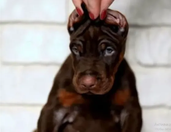 European Doberman Tbilisi