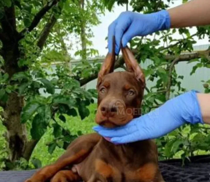 Ევროპული დობერმანი თბილისი - photo 3