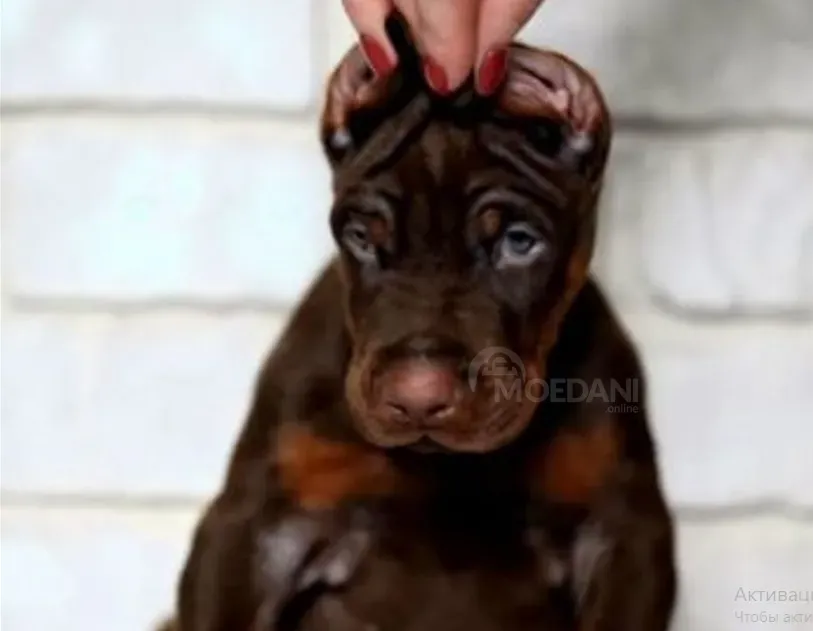 Ევროპული დობერმანი თბილისი - photo 2