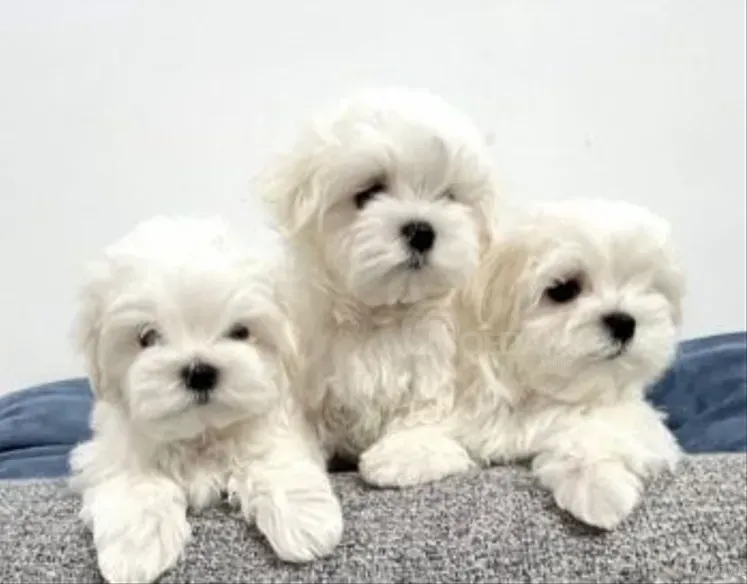 Mini Maltese (show standard) Tbilisi - photo 1